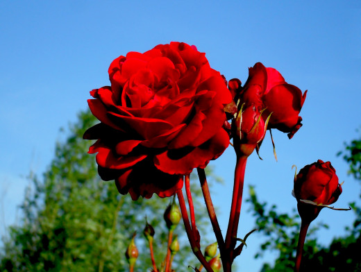 535748 (a): :1680x1265